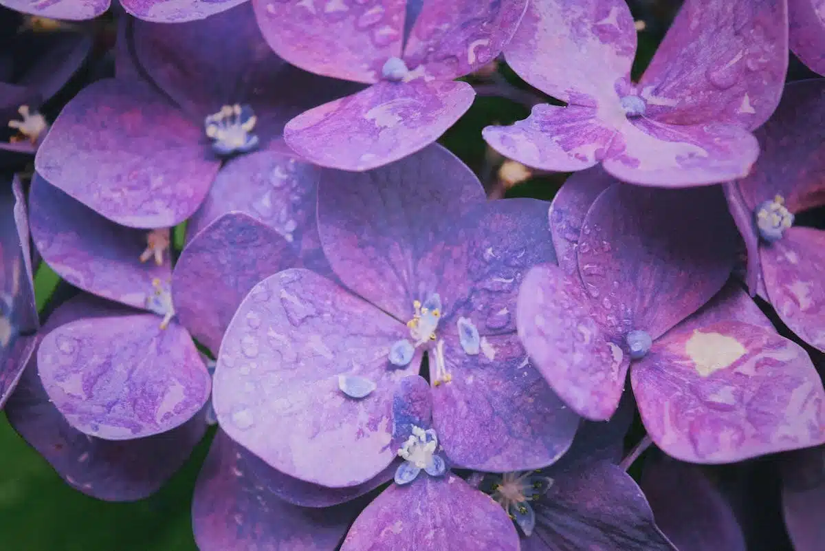 hortensias  problème