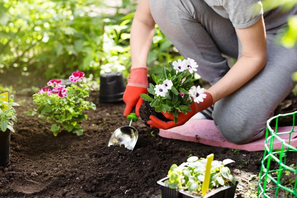 Comment créer un jardin écologique et résistant aux aléas climatiques 